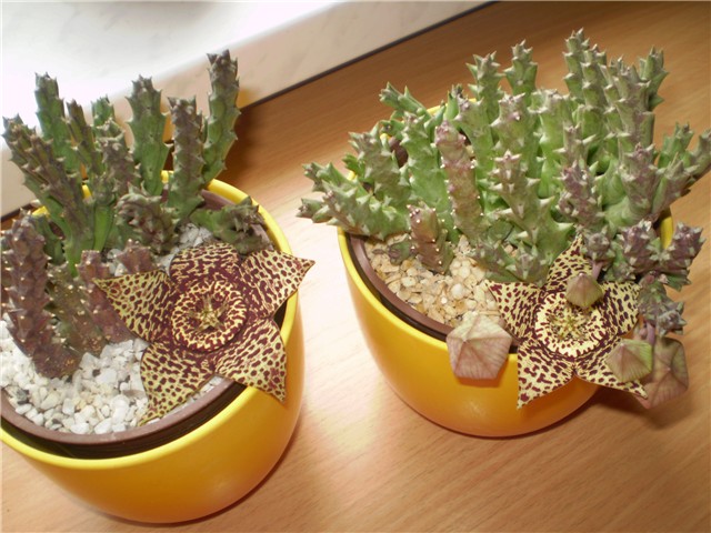stapelia